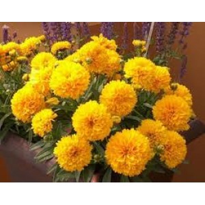 Кореопсис Coreopsis Golden Sphere